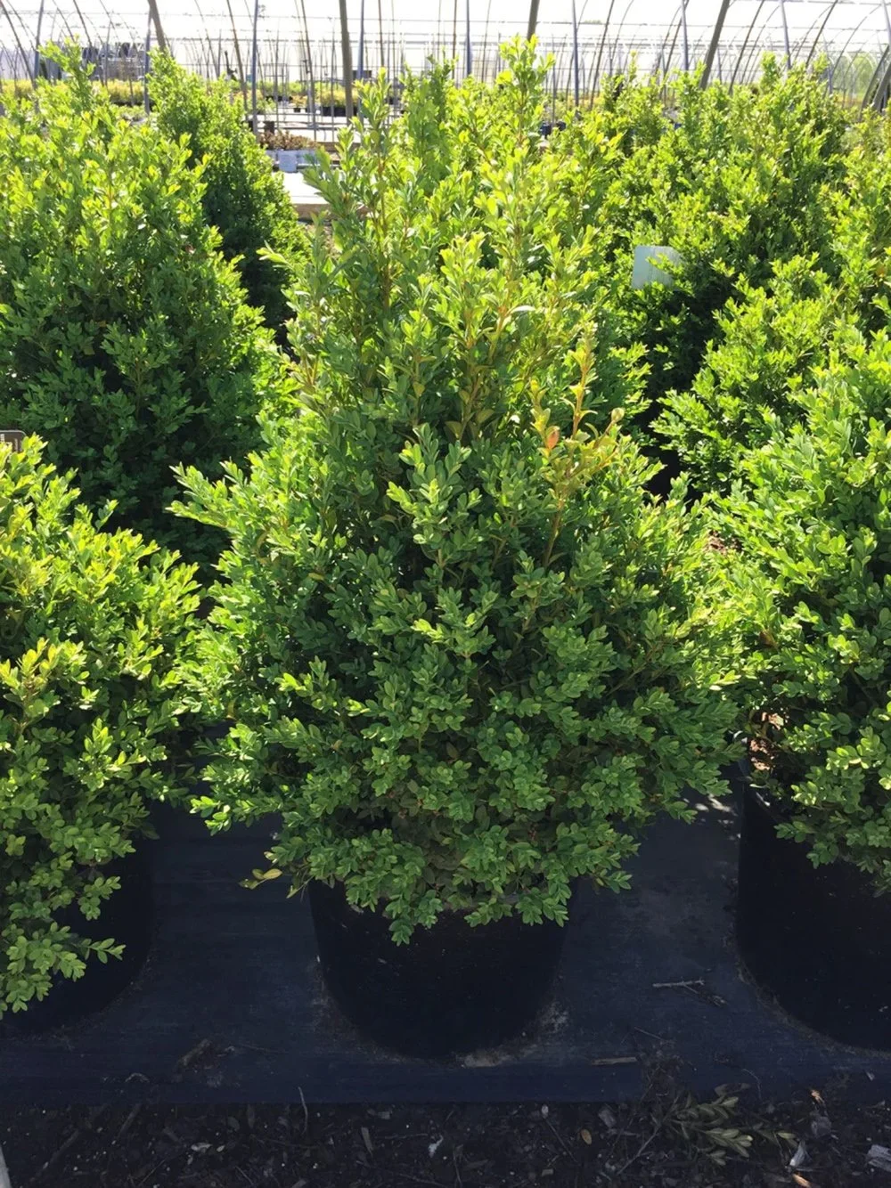 Green Mountain Boxwood — Canada Green Nursery and Garden Center